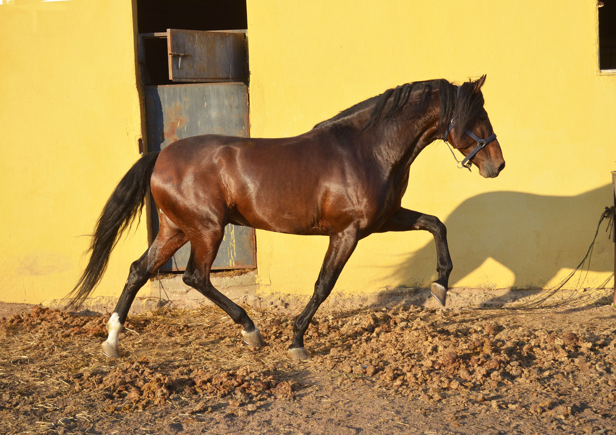 Listado de Caballos en Venta